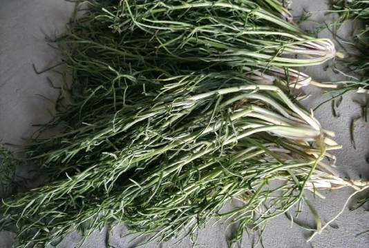 半沙土地适合种什么蔬菜