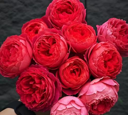 小众送妈妈的花有哪些花