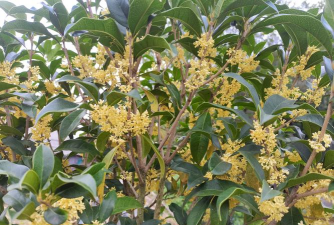 小众送妈妈的花有哪些花