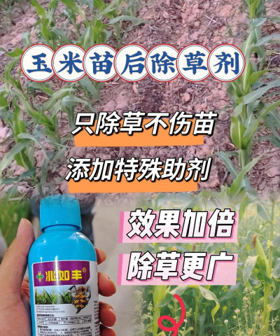玉米地三棱草用什么除草剂