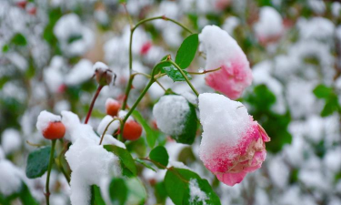 小众送妈妈的花有哪些花
