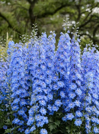 小众送妈妈的花有哪些花