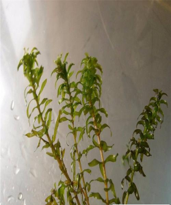 小众送妈妈的花有哪些花