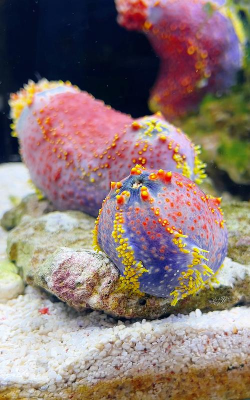 小众送妈妈的花有哪些花