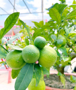 小众送妈妈的花有哪些花