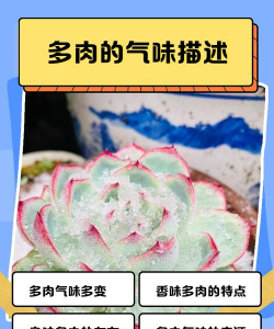 小众送妈妈的花有哪些花