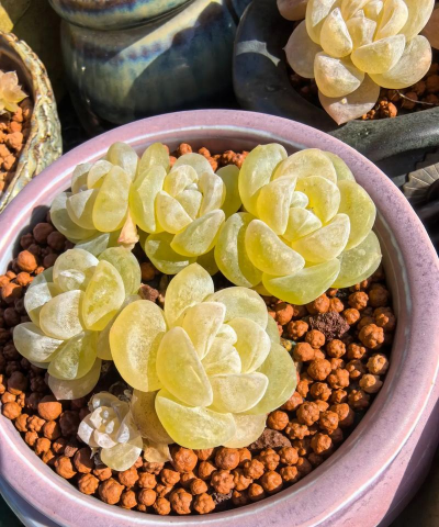 小众送妈妈的花有哪些花