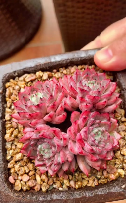 小众送妈妈的花有哪些花