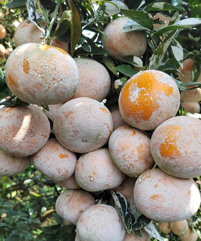 小众送妈妈的花有哪些花