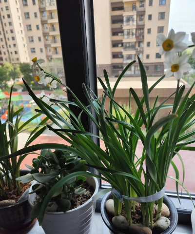 小众送妈妈的花有哪些花