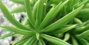 小众送妈妈的花有哪些花