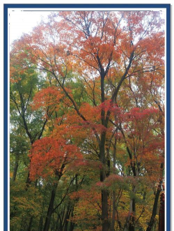 小众送妈妈的花有哪些花