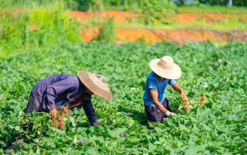 小众送妈妈的花有哪些花