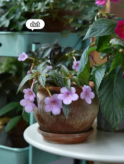 小众送妈妈的花有哪些花