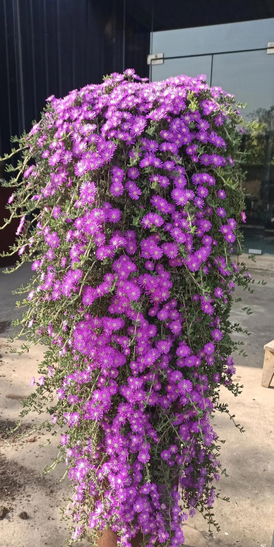 干枝花品种有哪些