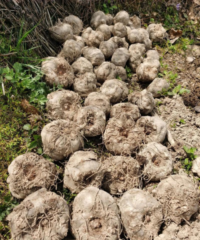 小众送妈妈的花有哪些花