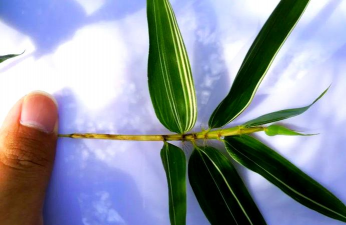 小众送妈妈的花有哪些花