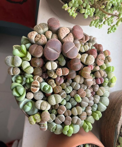 小众送妈妈的花有哪些花