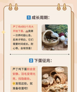 芦丁鸡多久下蛋