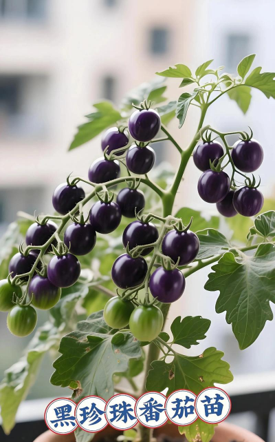 黑珍珠番茄种植方法