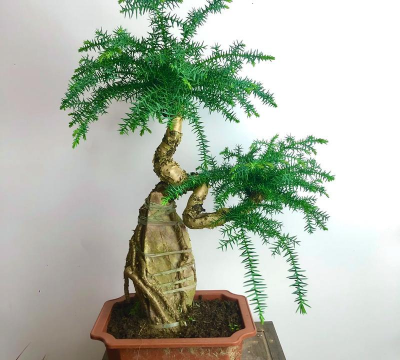 小众送妈妈的花有哪些花