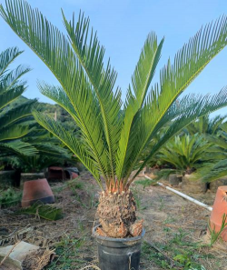 铁树是什么植物