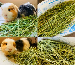 荷兰猪吃什么蔬菜