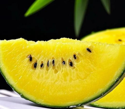 特小凤是转基因还是杂交的