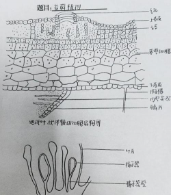 小众送妈妈的花有哪些花
