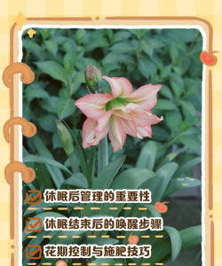 小众送妈妈的花有哪些花