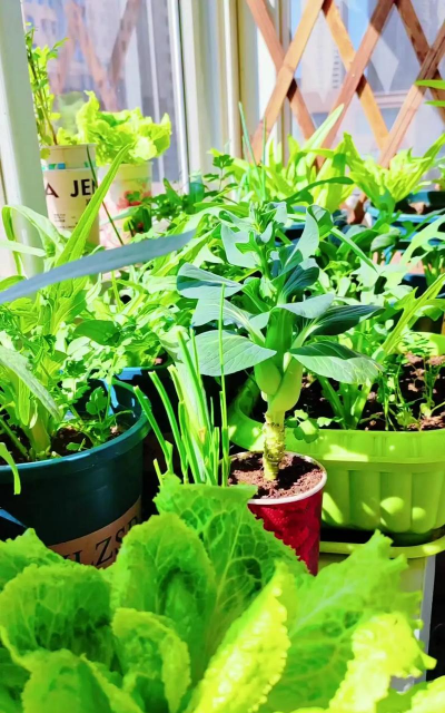 小众送妈妈的花有哪些花