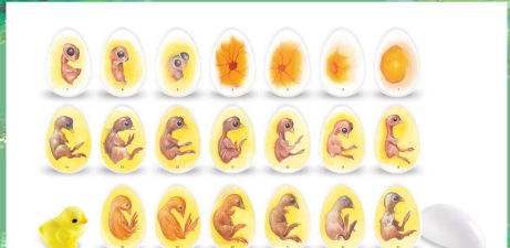 小众送妈妈的花有哪些花