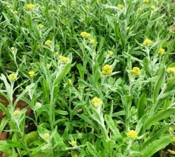 软萩是什么植物