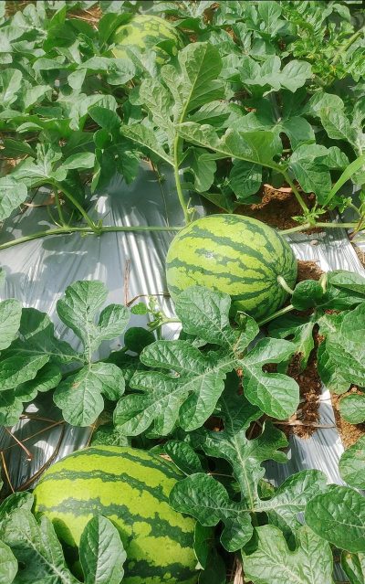 小众送妈妈的花有哪些花