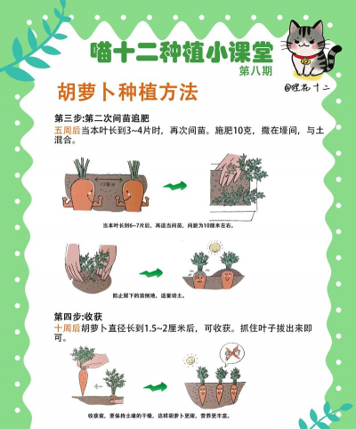 居家种植萝卜怎么种植