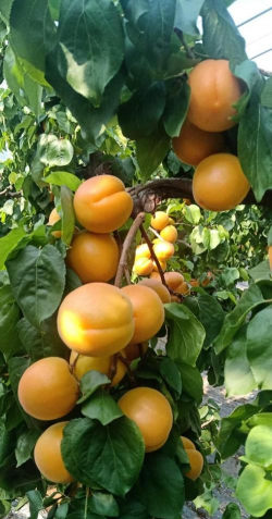 小众送妈妈的花有哪些花