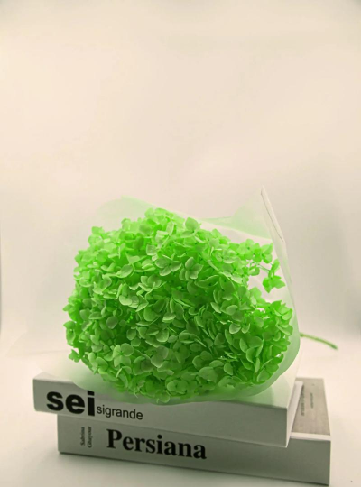 小众送妈妈的花有哪些花