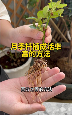 小众送妈妈的花有哪些花