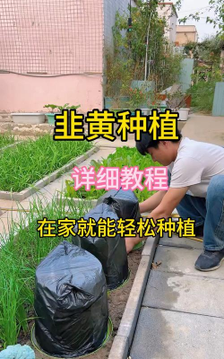 批量种植韭黄怎么种植好