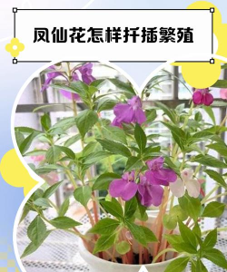 小众送妈妈的花有哪些花