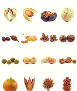 小众送妈妈的花有哪些花