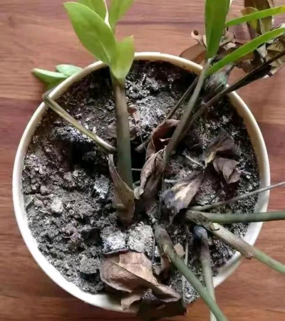 小众送妈妈的花有哪些花