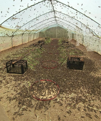 小众送妈妈的花有哪些花