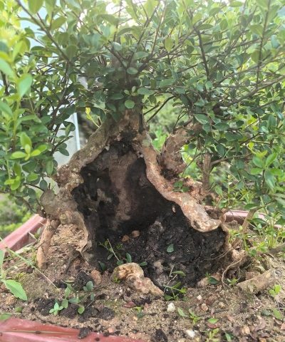 赤楠烂根什么现况