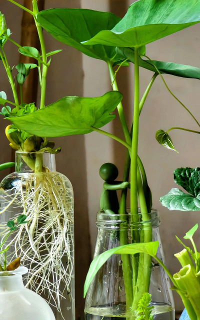 小众送妈妈的花有哪些花