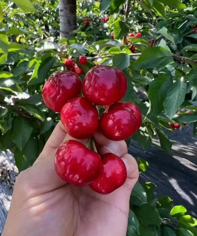 胜利樱桃品种介绍