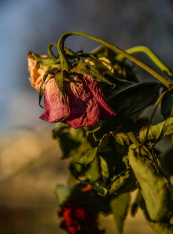 小众送妈妈的花有哪些花