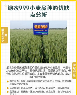 烟农999小麦品种介绍
