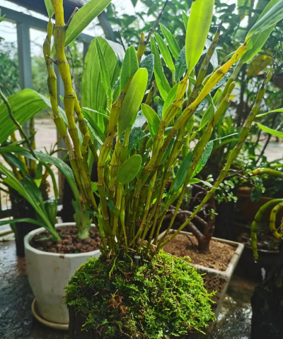 小众送妈妈的花有哪些花