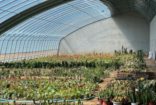 小众送妈妈的花有哪些花